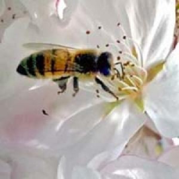 060111082100_1_900x600