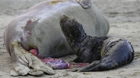 24th September 2015 seals and new dawn birthed