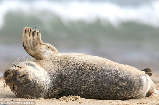 2D51F95E00000578-3269185-image-m-4_1444687602577