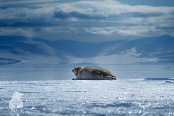 3rd set  3rd seal 8th september 2015