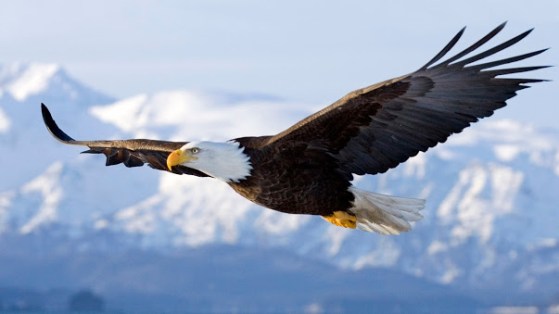 7016092-bald-eagle-in-flight-alaska