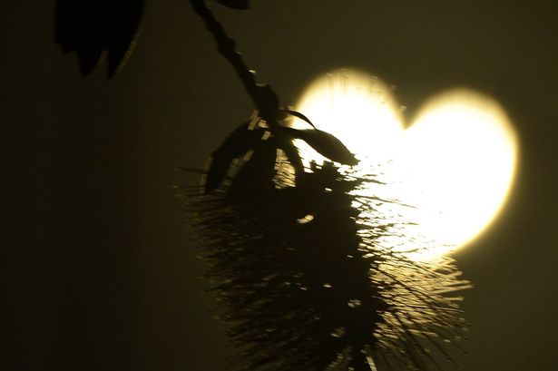 A branch foregrounds the heart shaped sun during an annular solar eclipse seen from Los Angeles