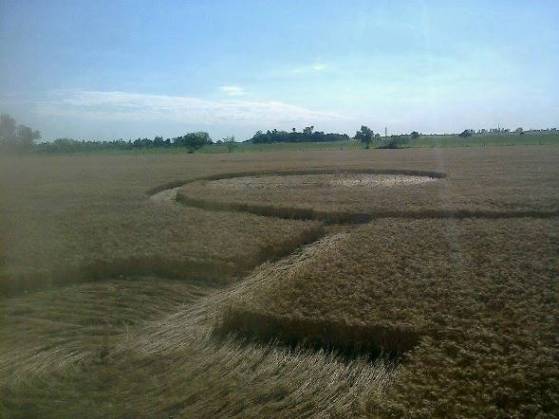 cropcircle Malabrigo, Santa Fe, Argentina. Reported 7th November.