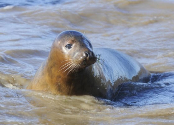 SEal 7 set 4 21092015