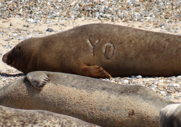 Seal 8 set 4 22nd September 2015