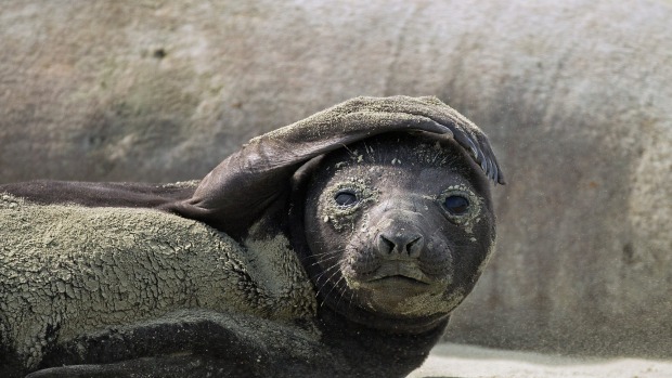 Seal attack2 6102015