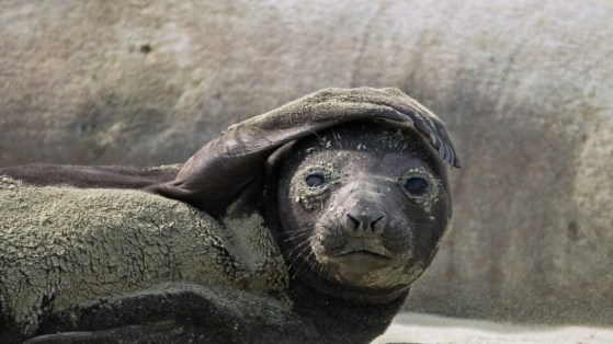 Seal attack2 6102015