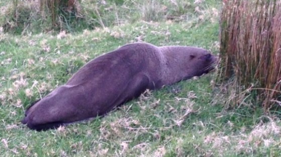 seal Helensville 5th august 2015