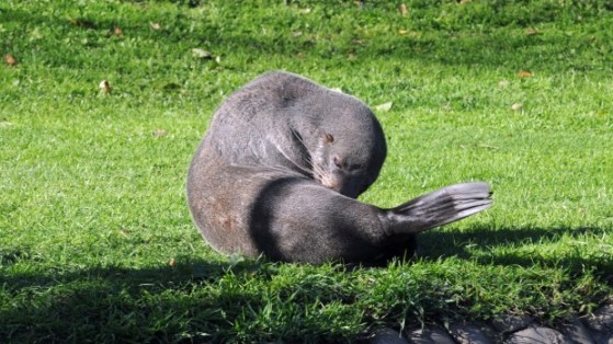 seal two wellington 25052015