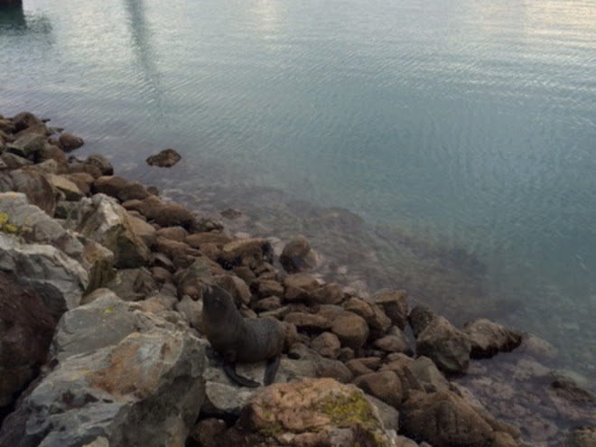 seal212thaug2015wtgn