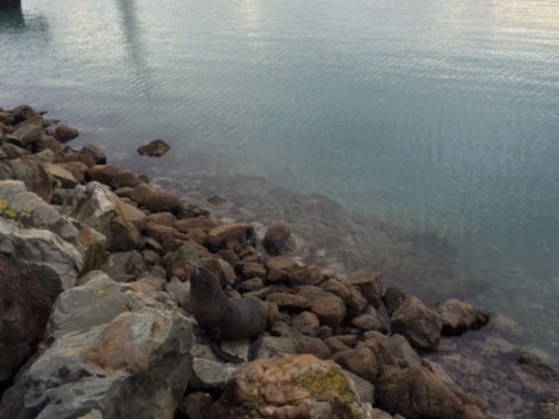 seal212thaug2015wtgn