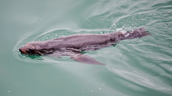 seal2ndsetnumber625thaugust20151440469260824