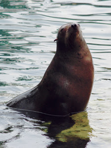 seal44thset21092015