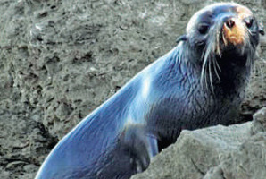 seal8_300x200