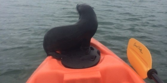 seal_1_620x310seal14thset18092015