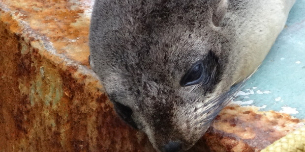 seal_620x31120THAUGUST2015NUMER5