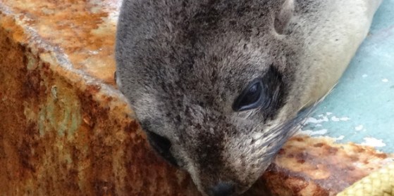 seal_620x31120THAUGUST2015NUMER5