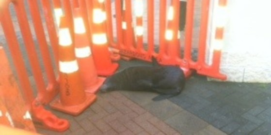 seal_hospital_620x3103rdset03092015