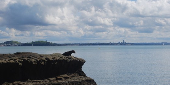 sealsecondset4th 1682015mDSC_9244_620x310