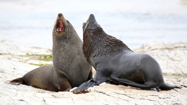 sealspuppong141220151450121380599