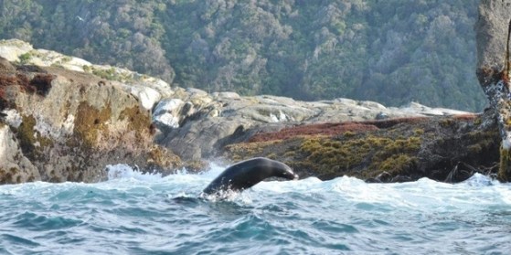 sealssecondsetnumber72092015