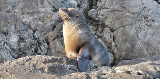 sealssecondsetnumber802092015