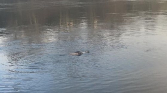 sealwaikato20june1015