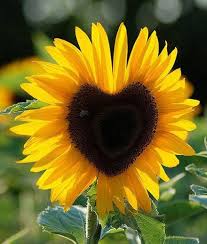 heartsunflower