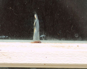 virginmarydoor20112016