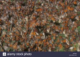 Image result for MASS BUTTERFLIES