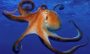 Octopus farming is 'unethical and a threat to the food chain' | Environment  | The Guardian